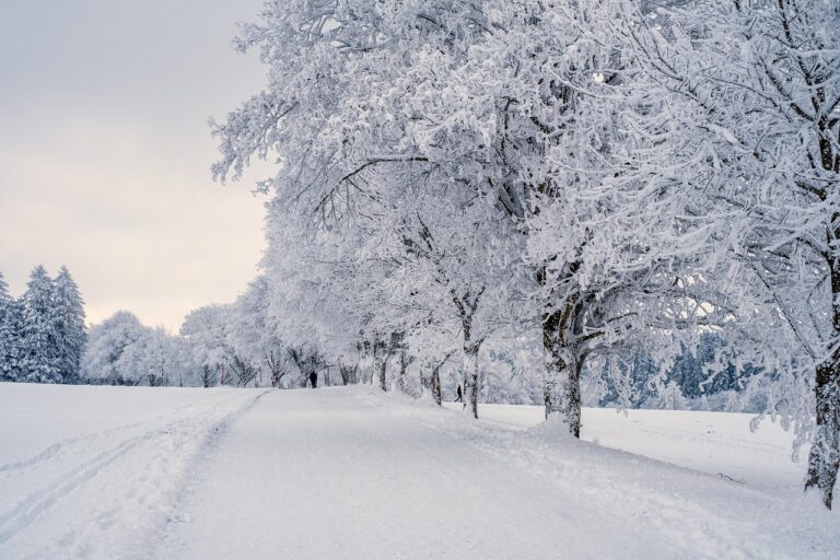 A snow covered street lined with trees in Kansas City.