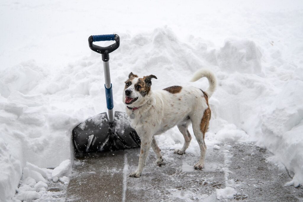 A snow shovel is stuck in the snow and a dog is nearby.